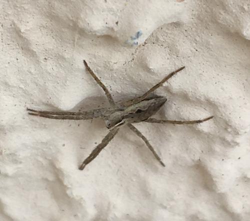 Réf. 198 855 : Pisaura mirabilis